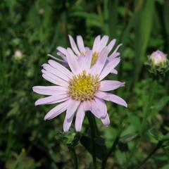 Hvězdnice chlumní 'Feuer' - Aster amellus 'Feuer'