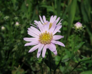 Hvězdnice chlumní 'Feuer'