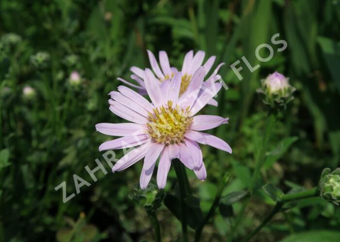 Hvězdnice chlumní 'Feuer' - Aster amellus 'Feuer'