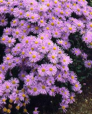 Hvězdnice chlumní 'Danzig' - Aster amellus 'Danzig'