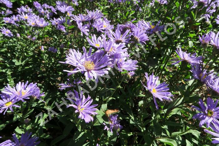 Hvězdnice chlumní 'Blue King' - Aster amellus 'Blue King'