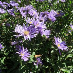 Hvězdnice chlumní 'Blue King' - Aster amellus 'Blue King'