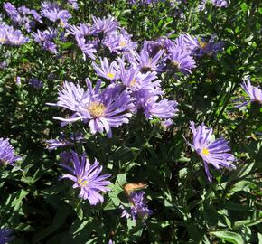 Hvězdnice chlumní 'Blue King' - Aster amellus 'Blue King'