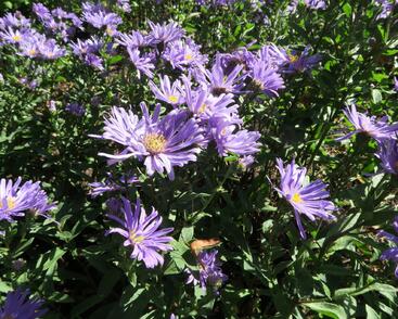 Hvězdnice chlumní 'Blue King'