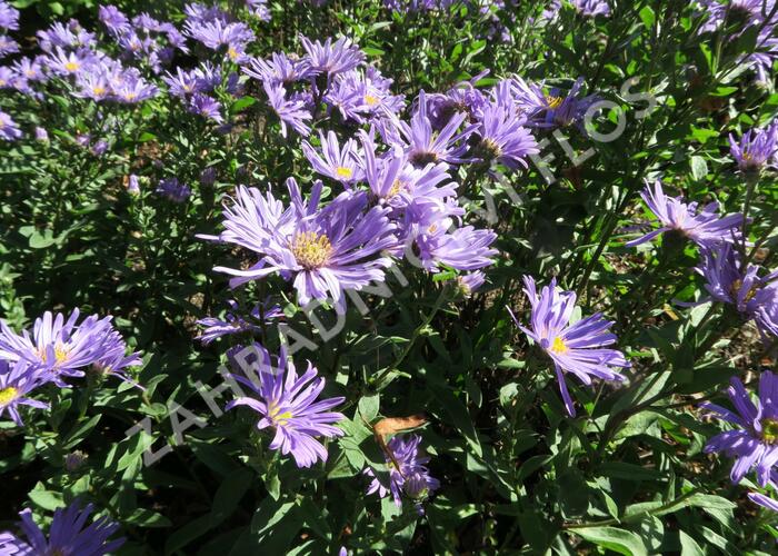 Hvězdnice chlumní 'Blue King' - Aster amellus 'Blue King'