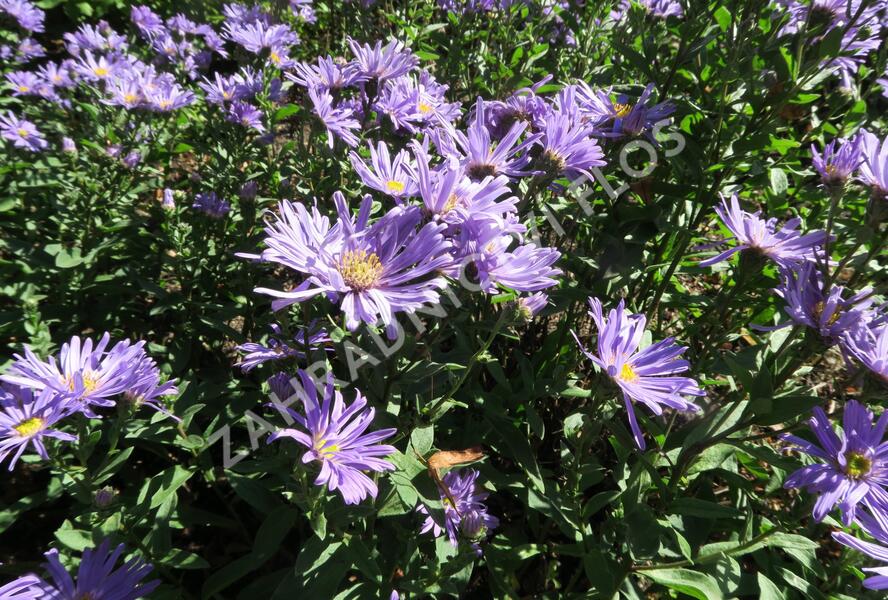 Hvězdnice chlumní 'Blue King' - Aster amellus 'Blue King'