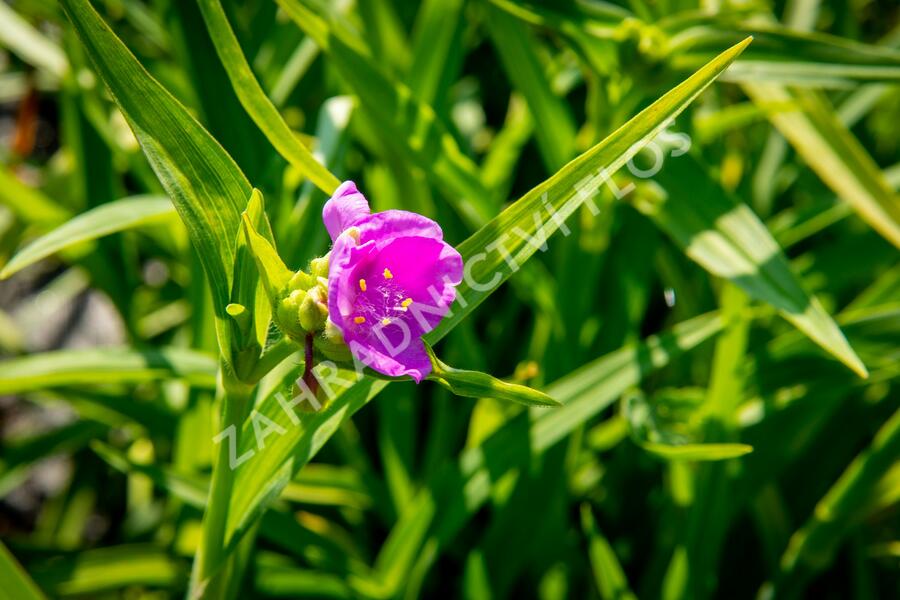 Podeňka Andersonova 'Concord Grape' - Tradescantia andersoniana 'Concord Grape'