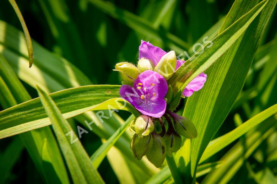 Podeňka Andersonova 'Concord Grape' - Tradescantia andersoniana 'Concord Grape'
