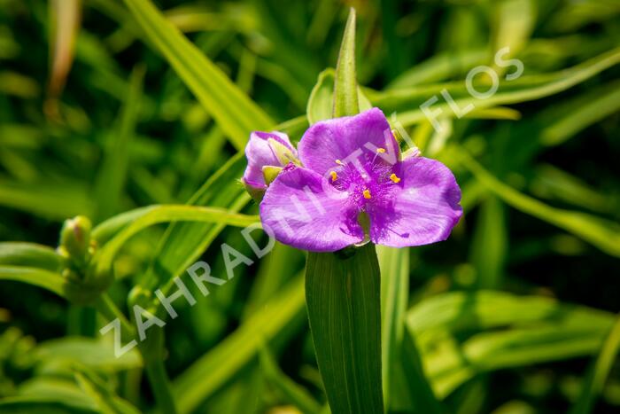 Podeňka Andersonova 'Concord Grape' - Tradescantia andersoniana 'Concord Grape'