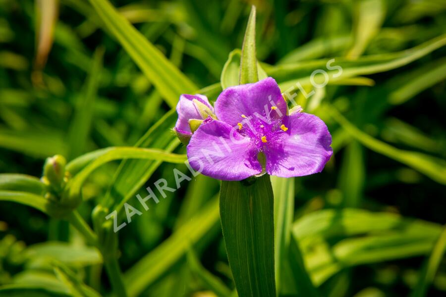 Podeňka Andersonova 'Concord Grape' - Tradescantia andersoniana 'Concord Grape'