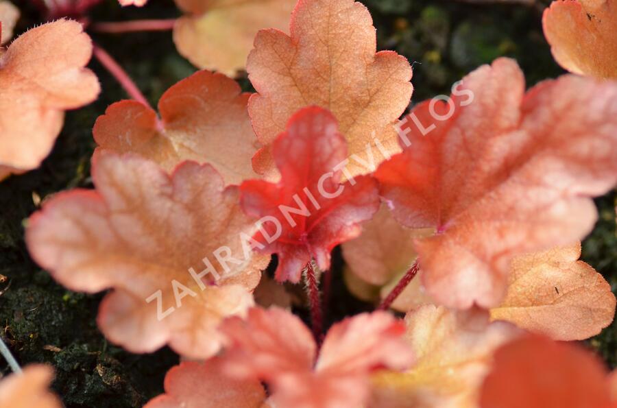 Dlužicha 'Peach Flambe' - Heuchera hybrida 'Peach Flambe'