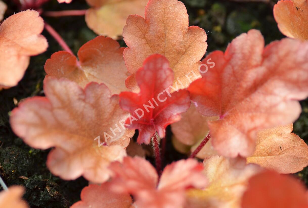 Dlužicha 'Peach Flambe' - Heuchera hybrida 'Peach Flambe'
