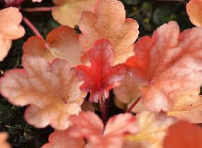 Dlužicha 'Peach Flambe' - Heuchera hybrida 'Peach Flambe'