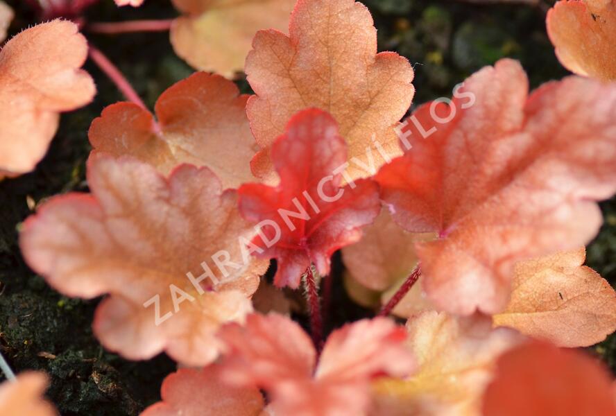 Dlužicha 'Peach Flambe' - Heuchera hybrida 'Peach Flambe'