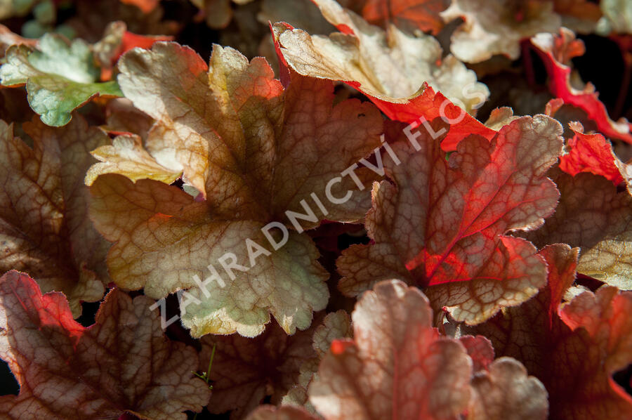 Dlužicha 'Peach Flambe' - Heuchera hybrida 'Peach Flambe'