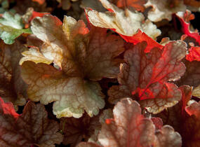 Dlužicha 'Peach Flambe' - Heuchera hybrida 'Peach Flambe'
