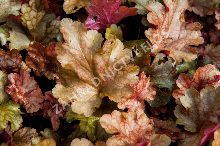 Dlužicha 'Peach Flambe' - Heuchera hybrida 'Peach Flambe'