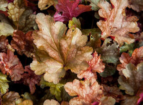 Dlužicha 'Peach Flambe' - Heuchera hybrida 'Peach Flambe'