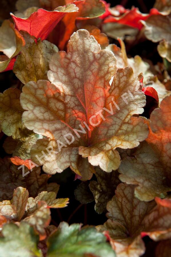 Dlužicha 'Peach Flambe' - Heuchera hybrida 'Peach Flambe'