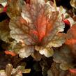 Dlužicha 'Peach Flambe' - Heuchera hybrida 'Peach Flambe'