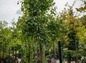Lípa 'Harvest Gold' - Tilia mongolica 'Harvest Gold'