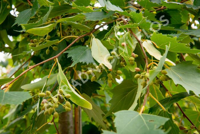 Lípa 'Harvest Gold' - Tilia mongolica 'Harvest Gold'