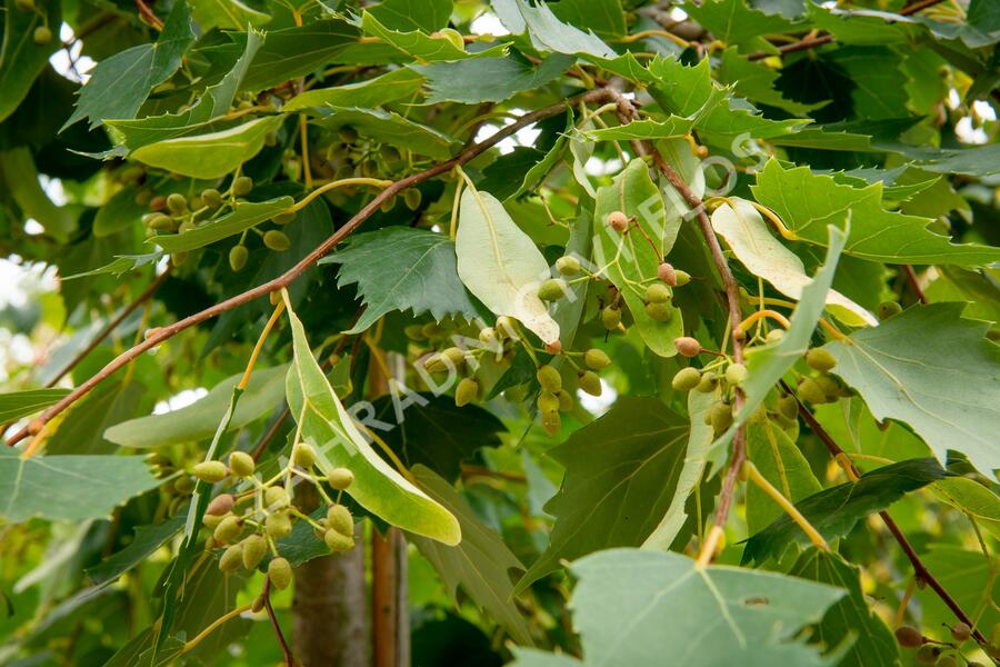 Lípa 'Harvest Gold' - Tilia mongolica 'Harvest Gold'