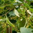 Lípa 'Harvest Gold' - Tilia mongolica 'Harvest Gold'