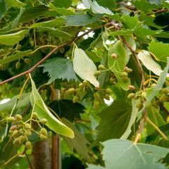 Lípa 'Harvest Gold' - Tilia mongolica 'Harvest Gold'