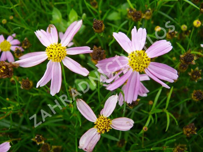 Krásnoočko 'American Dream' - Coreopsis rosea 'American Dream'