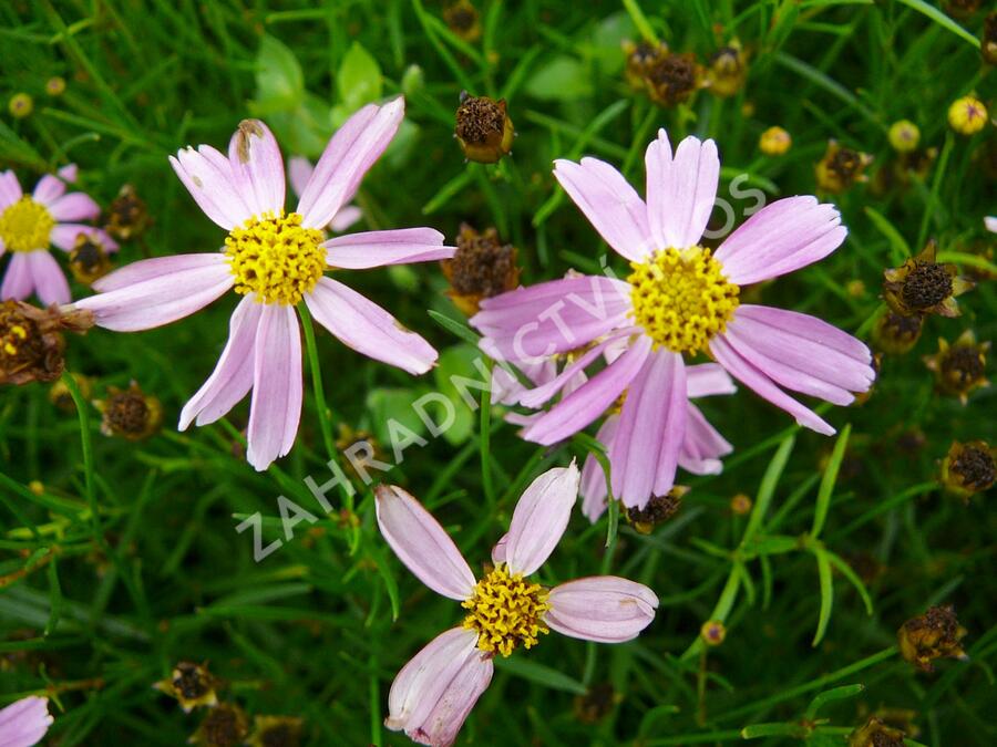 Krásnoočko 'American Dream' - Coreopsis rosea 'American Dream'