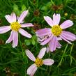 Krásnoočko 'American Dream' - Coreopsis rosea 'American Dream'