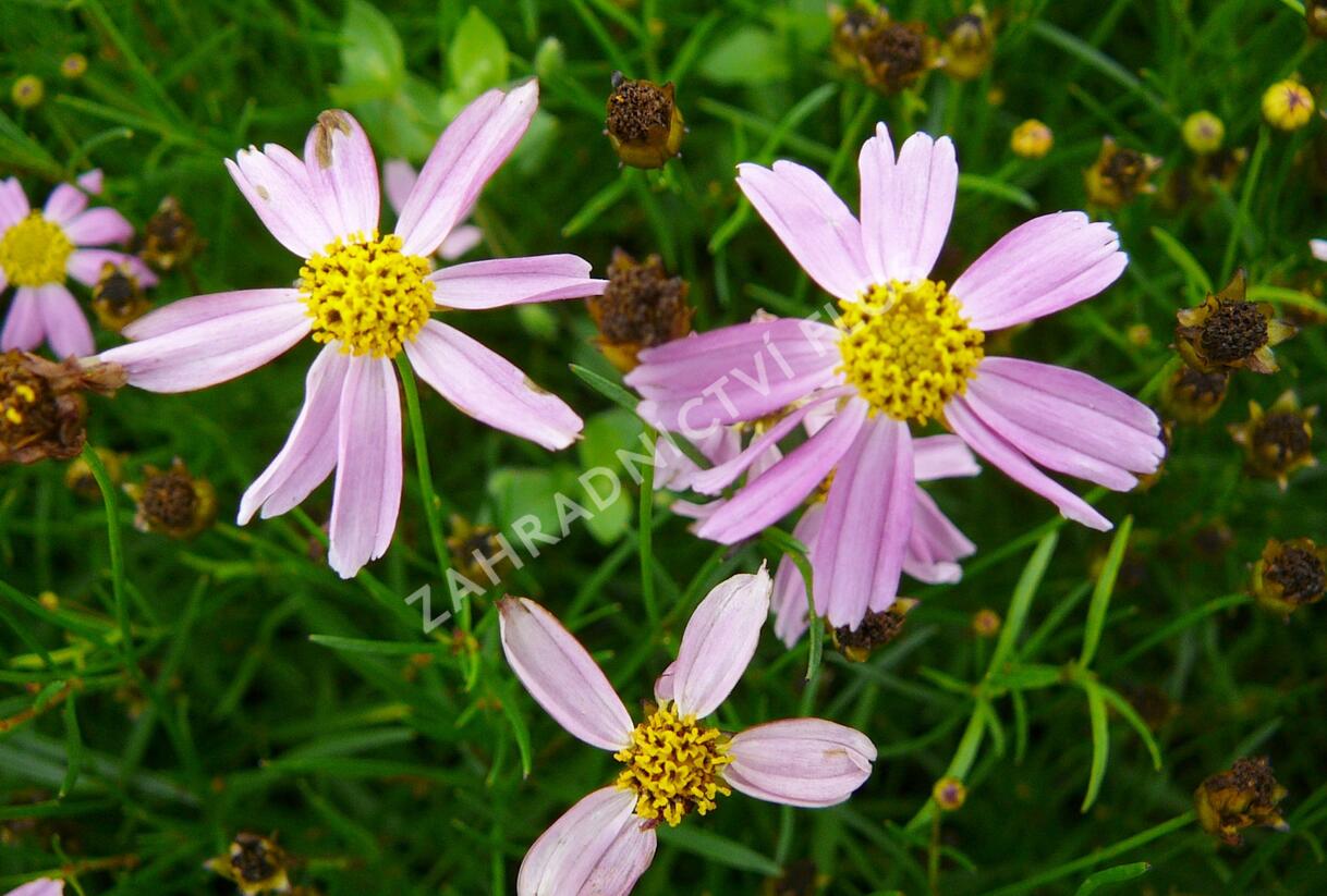 Krásnoočko 'American Dream' - Coreopsis rosea 'American Dream'