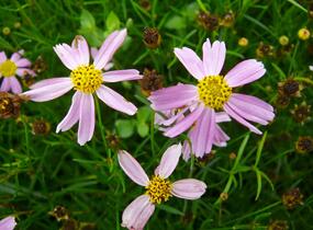 Krásnoočko 'American Dream' - Coreopsis rosea 'American Dream'