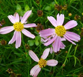 Krásnoočko 'American Dream' - Coreopsis rosea 'American Dream'