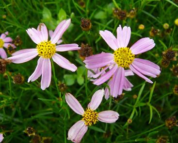 Krásnoočko 'American Dream'