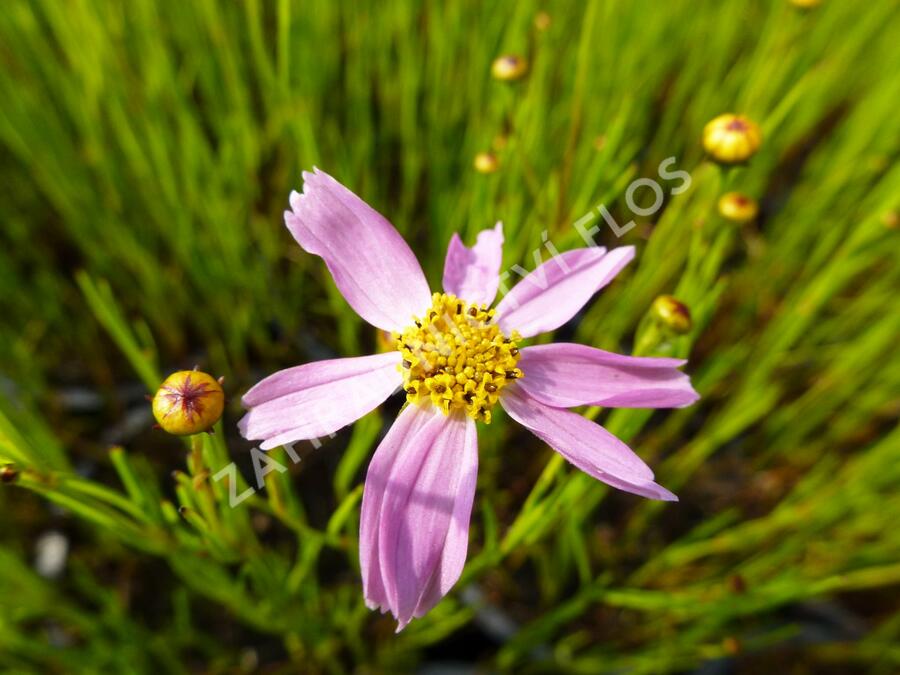 Krásnoočko 'American Dream' - Coreopsis rosea 'American Dream'