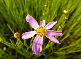Krásnoočko 'American Dream' - Coreopsis rosea 'American Dream'