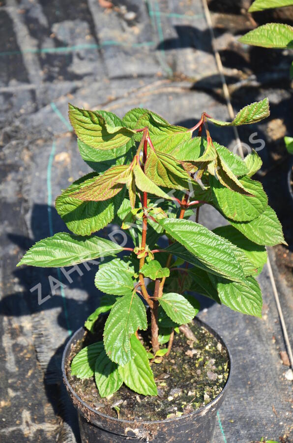 Kalina bodnanská 'Dawn' - Viburnum bodnantense 'Dawn'