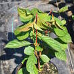 Kalina bodnanská 'Dawn' - Viburnum bodnantense 'Dawn'