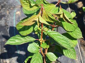 Kalina bodnanská 'Dawn' - Viburnum bodnantense 'Dawn'