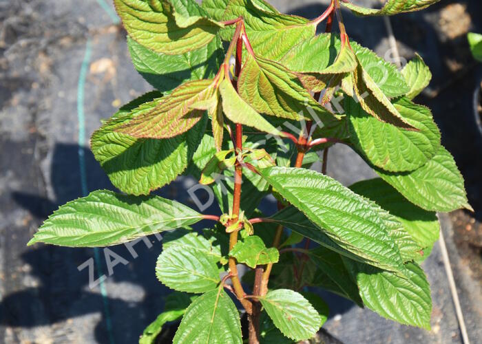 Kalina bodnanská 'Dawn' - Viburnum bodnantense 'Dawn'