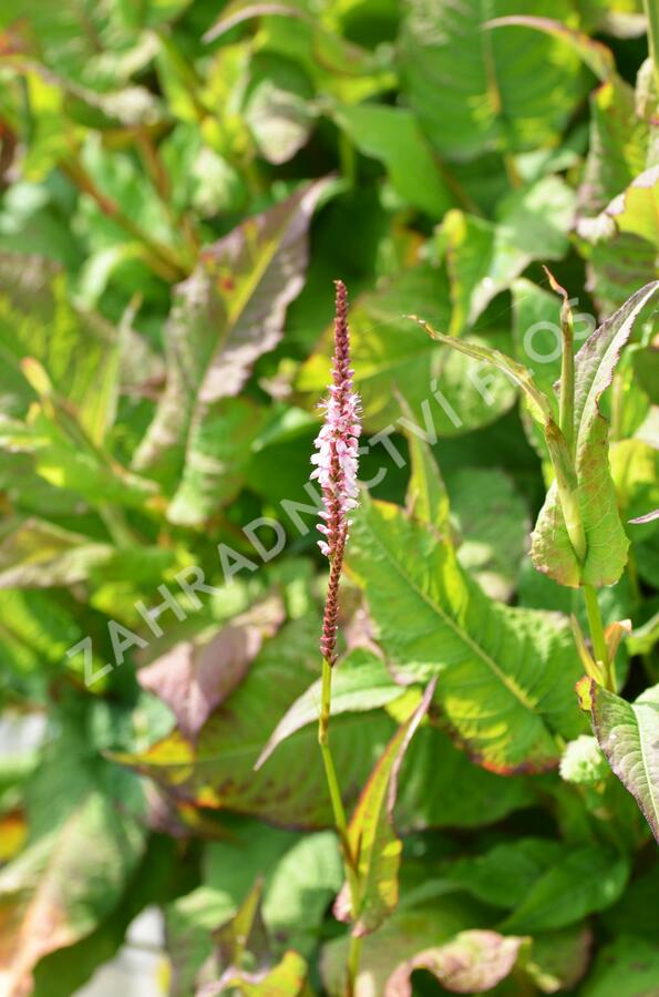 Rdesno objímavé 'Rosea' - Bistorta amplexicaulis 'Rosea'