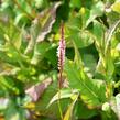 Rdesno 'Rosea' - Bistorta amplexicaulis 'Rosea'