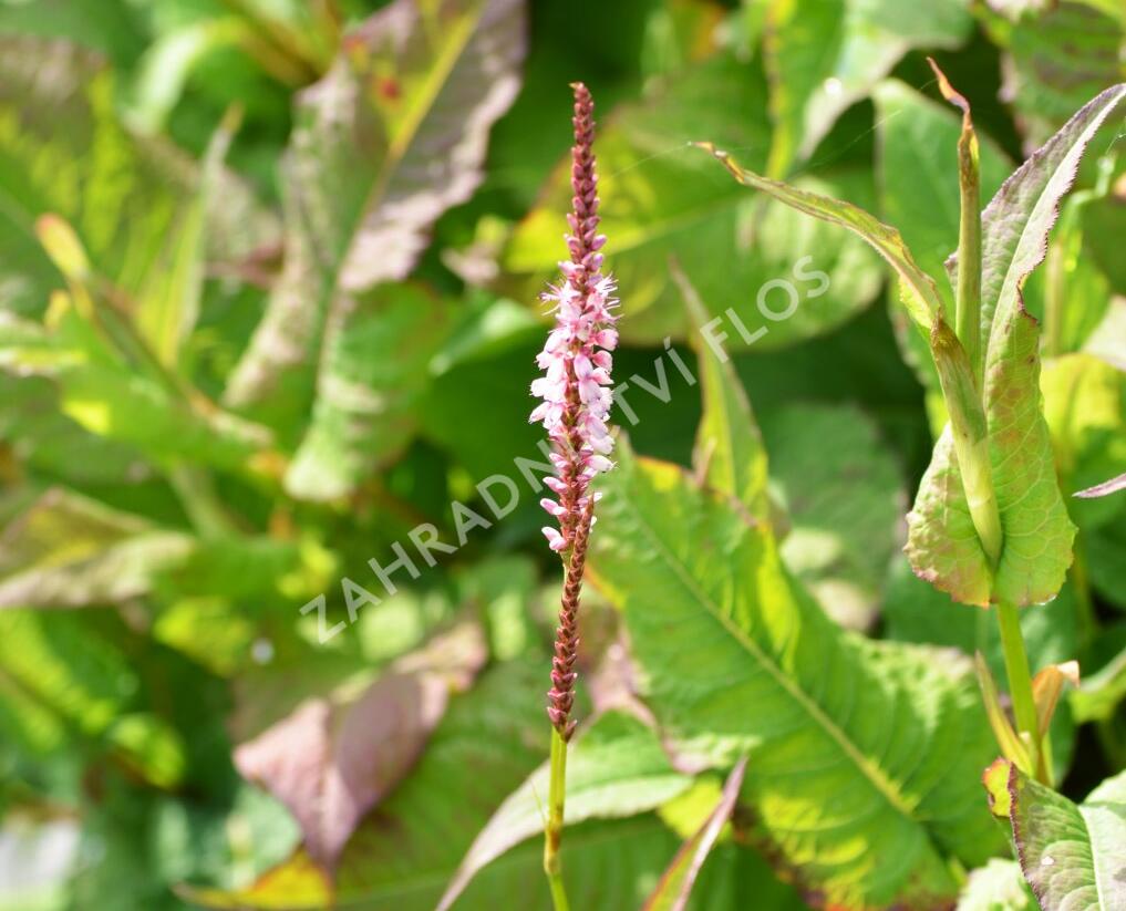 Rdesno objímavé 'Rosea' - Bistorta amplexicaulis 'Rosea'