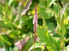 Rdesno objímavé 'Rosea' - Bistorta amplexicaulis 'Rosea'