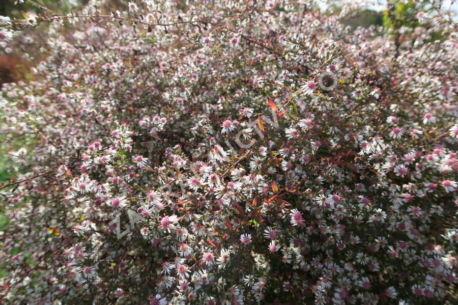 Hvězdnice pokřivená 'Lady in Black' - Aster lateriflorus 'Lady in Black'