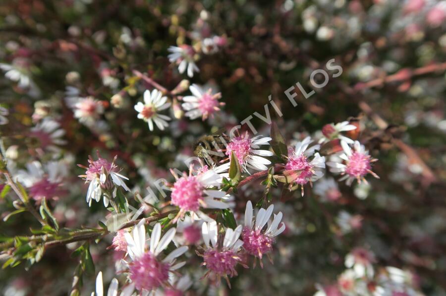 Hvězdnice pokřivená 'Lady in Black' - Aster lateriflorus 'Lady in Black'