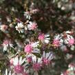 Hvězdnice pokřivená 'Lady in Black' - Aster lateriflorus 'Lady in Black'