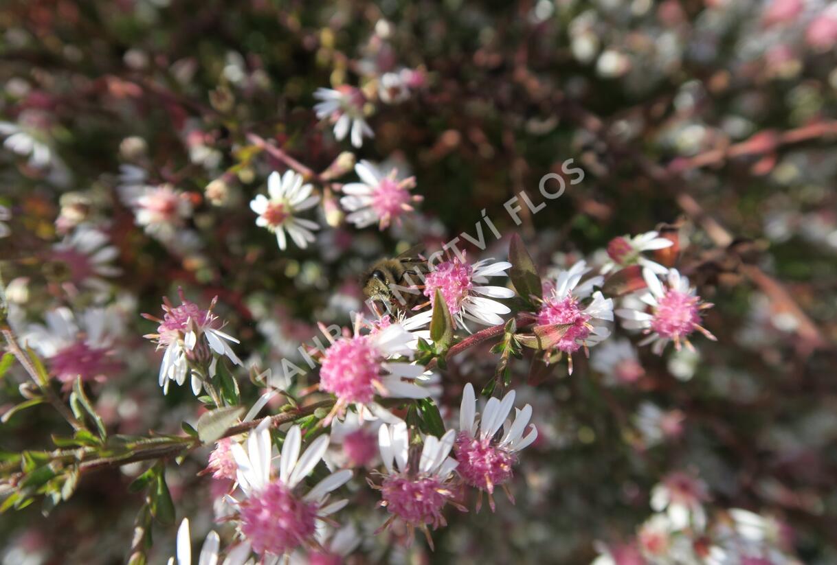 Hvězdnice pokřivená 'Lady in Black' - Aster lateriflorus 'Lady in Black'